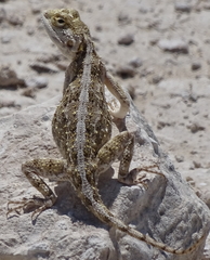 Agama aculeata