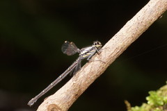 Austroargiolestes calcaris