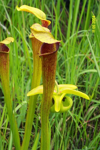 Pale Pitcher Plant