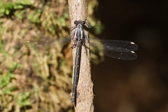 Austroargiolestes calcaris