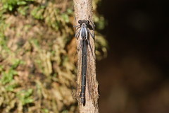 Austroargiolestes calcaris