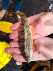 Notolabrus celidotus