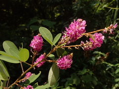 Grona heterocarpos strigosa