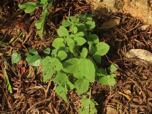 Southern Redroot Sage (Salvia bowleyana)