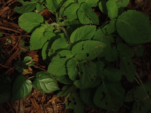 Salvia bowleyana, photograph 1