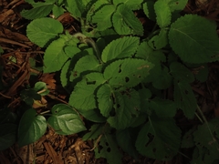 (c) chiuluan, some rights reserved (CC BY) Salvia bowleyana, photograph (c) chiuluan, some rights reserved (CC BY)
