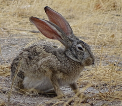 Lepus capensis