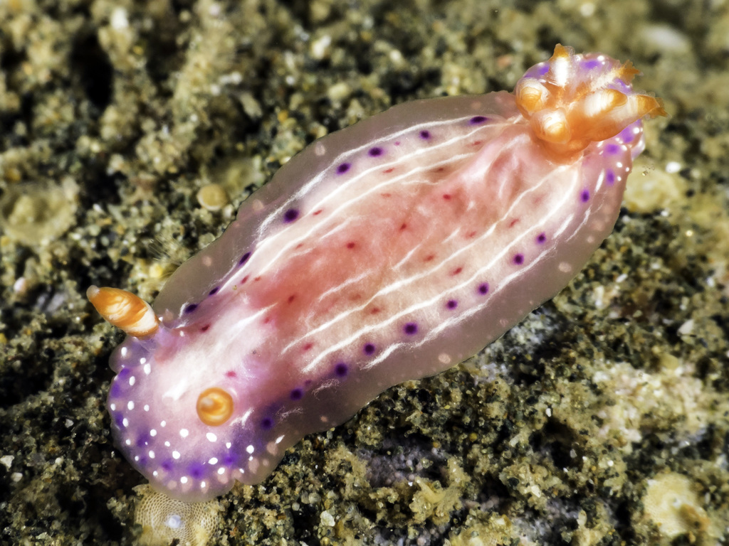 Hypselodoris paradisa