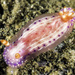 Hypselodoris paradisa - Photo (c) jim-anderson, some rights reserved (CC BY-NC), uploaded by jim-anderson