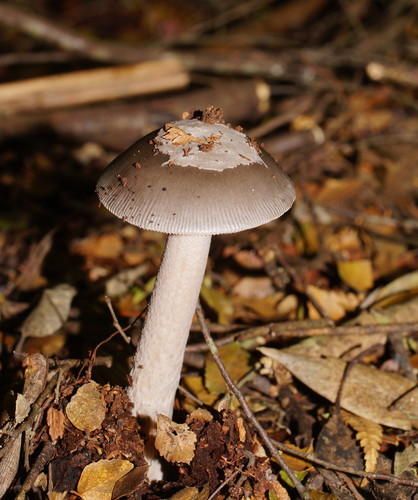 Amanita punctata image