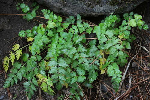 Pimpinella image