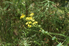 Senecio velleioides