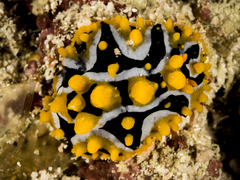 Phyllidia ocellata image