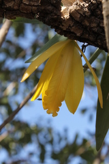 Prosthechea karwinskii