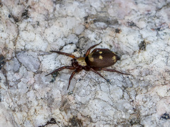 Callilepis nocturna
