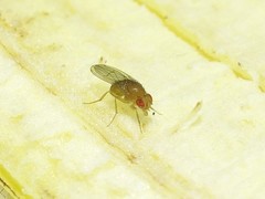 Drosophila immigrans