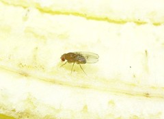 Drosophila immigrans