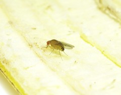 Drosophila immigrans