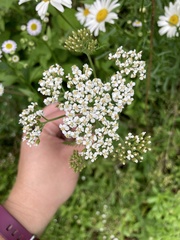Achillea millefolium image