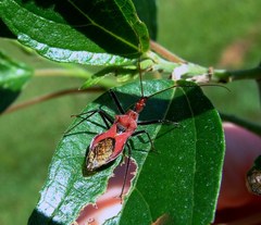Gminatus