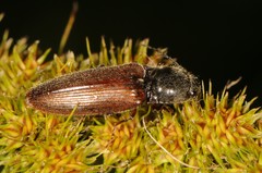 Hemicrepidius