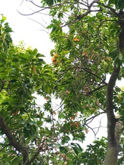 Elaeocarpus serratus