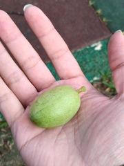 Elaeocarpus serratus