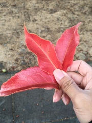 Elaeocarpus serratus