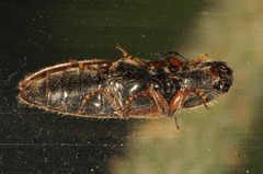 Hemicrepidius