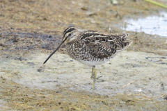 African Snipe photo 4