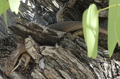 Trachylepis binotata