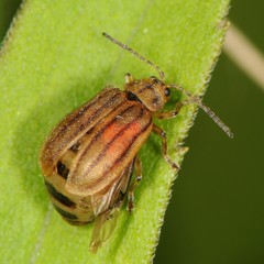 Ophraella conferta