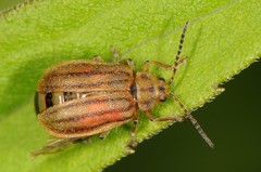 Ophraella conferta