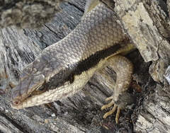 Trachylepis binotata