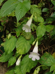 Henckelia anachoreta