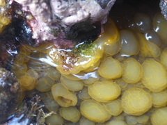 Doris wellingtonensis