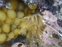 Doris wellingtonensis