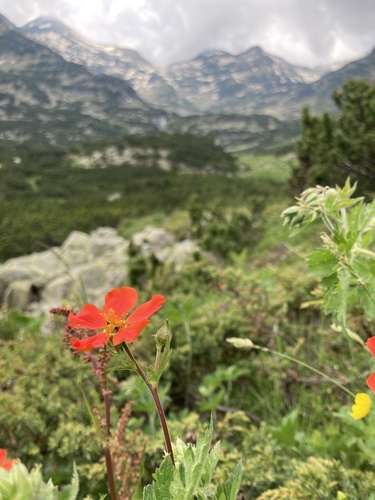 Geum coccineum