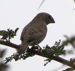 Amadina erythrocephala