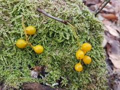 Loranthus europaeus