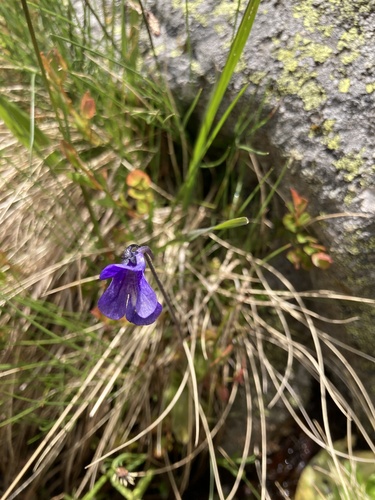 Pinguicula balcanica
