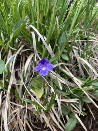Pinguicula balcanica (Pinguicula balcanica)