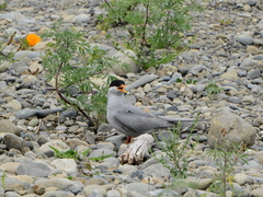 Chlidonias albostriatus