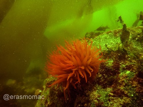Anemonia alicemartinae
