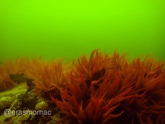 Anemonia alicemartinae