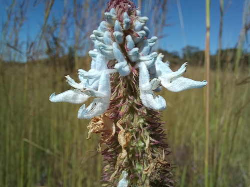 Coleus ciliatus