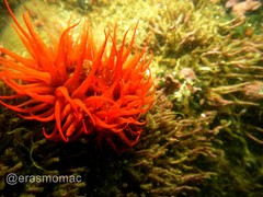 Anemonia alicemartinae