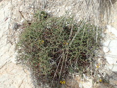 Limonium contortirameum