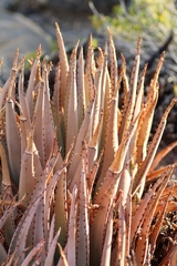 Aloe argenticauda image