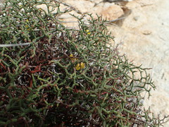 Limonium contortirameum